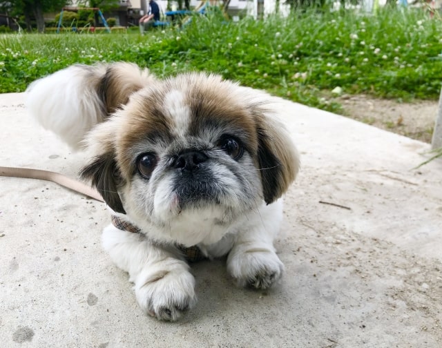 ペキニーズを飼いたい!性格やしつけの注意点は? - Wanqusia・440 ペキニーズを飼いたい!性格やしつけの注意点は? - Wanqusia・440